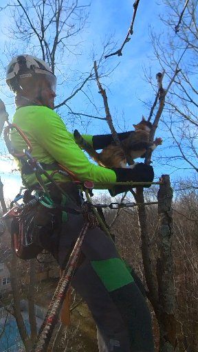 Tesla Tree Service on Reels | Facebook