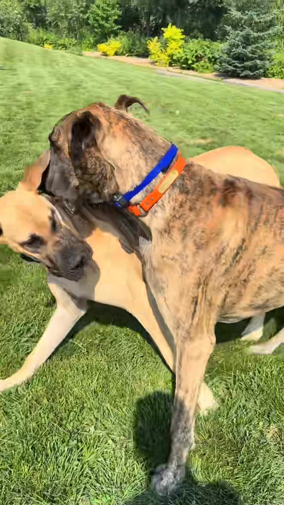 Riggs’ brother Draper came to visit. #greatdanes | RaisingRiggs | Facebook