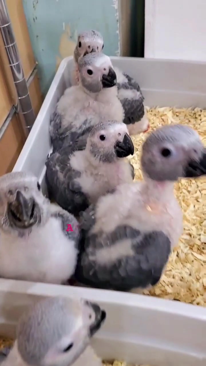 Photo inspiration: Visual Reference: African Gray Parrots Baby Mashallah Video Collected By Online And