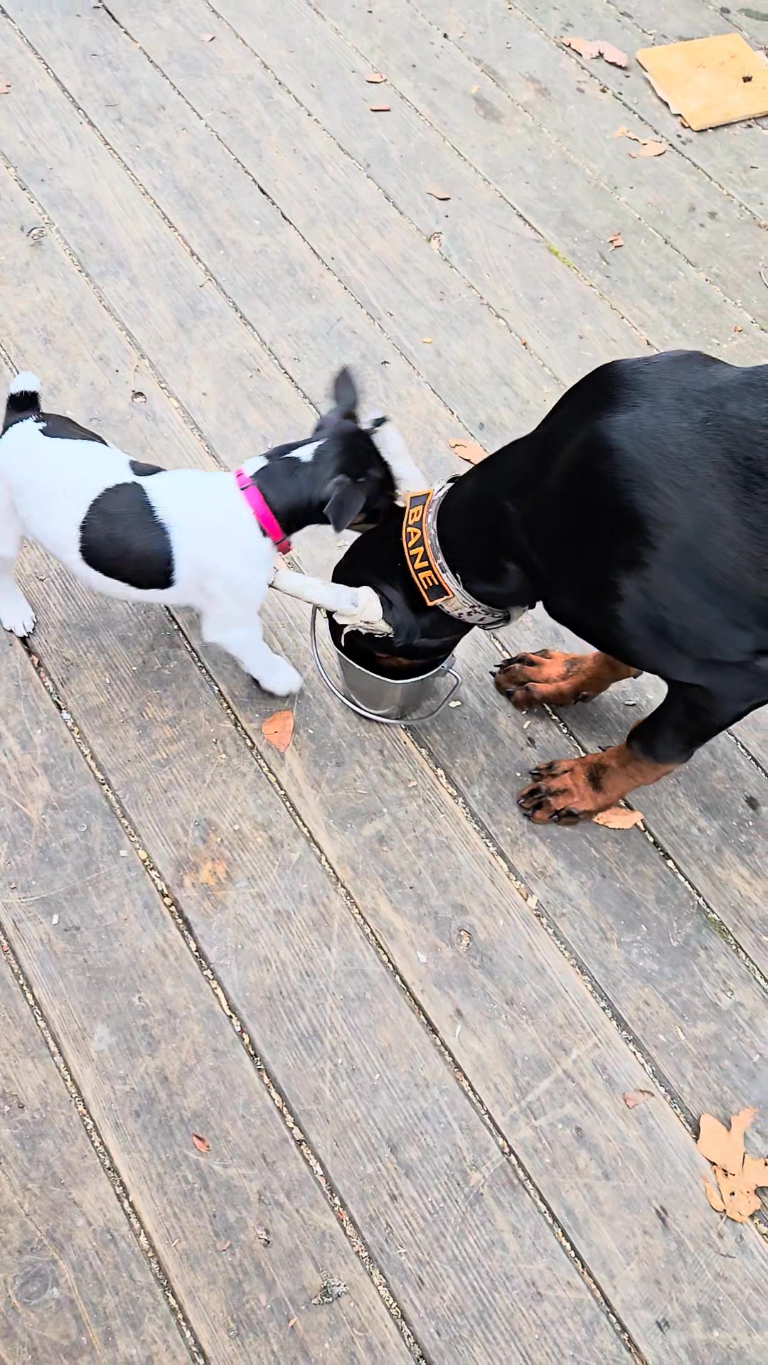 People ask- are they good with small dogs? Its always best if they are ...