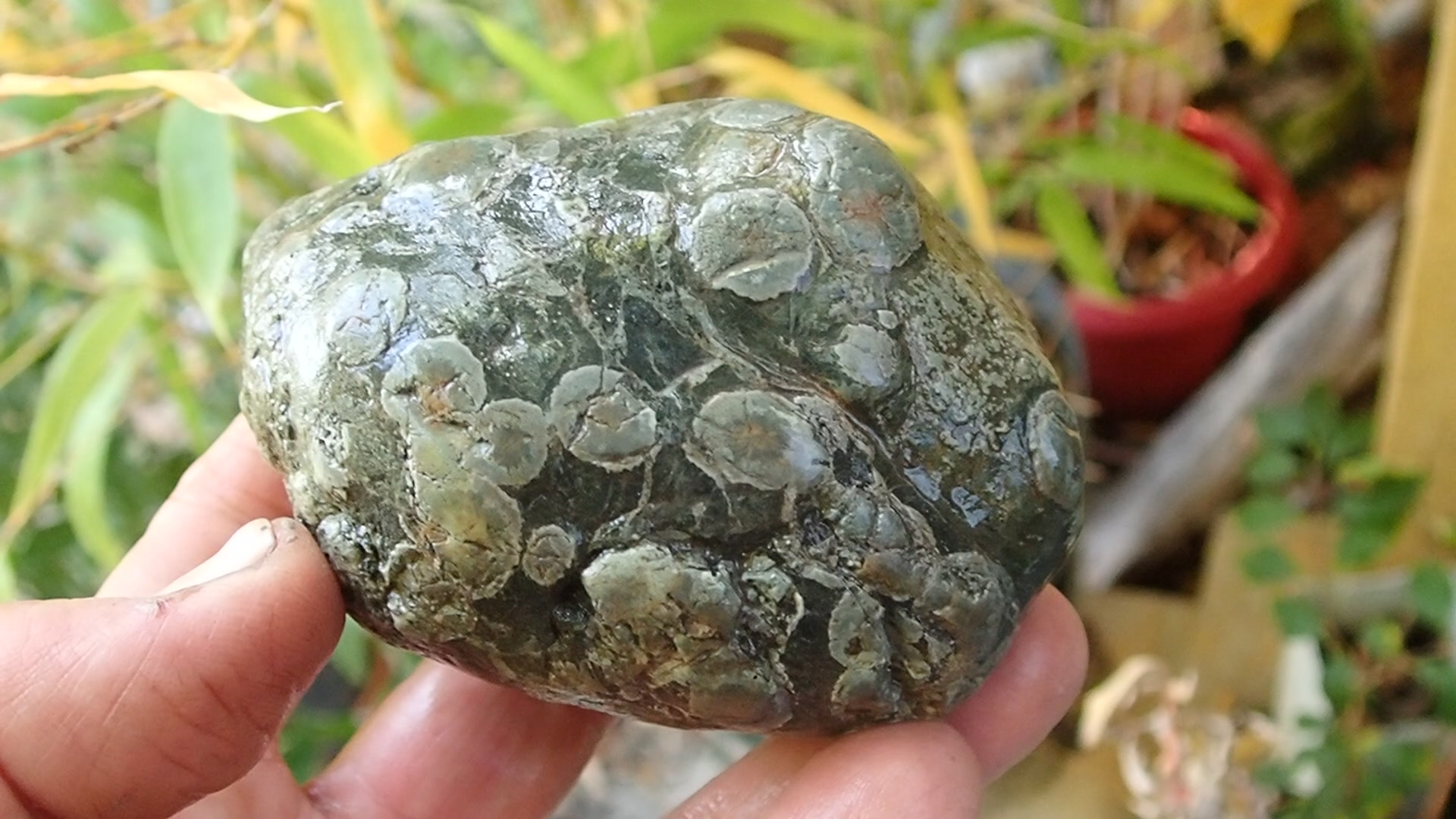 Variolite, pierre de légende , c est un basalte, elles naissent dans ...