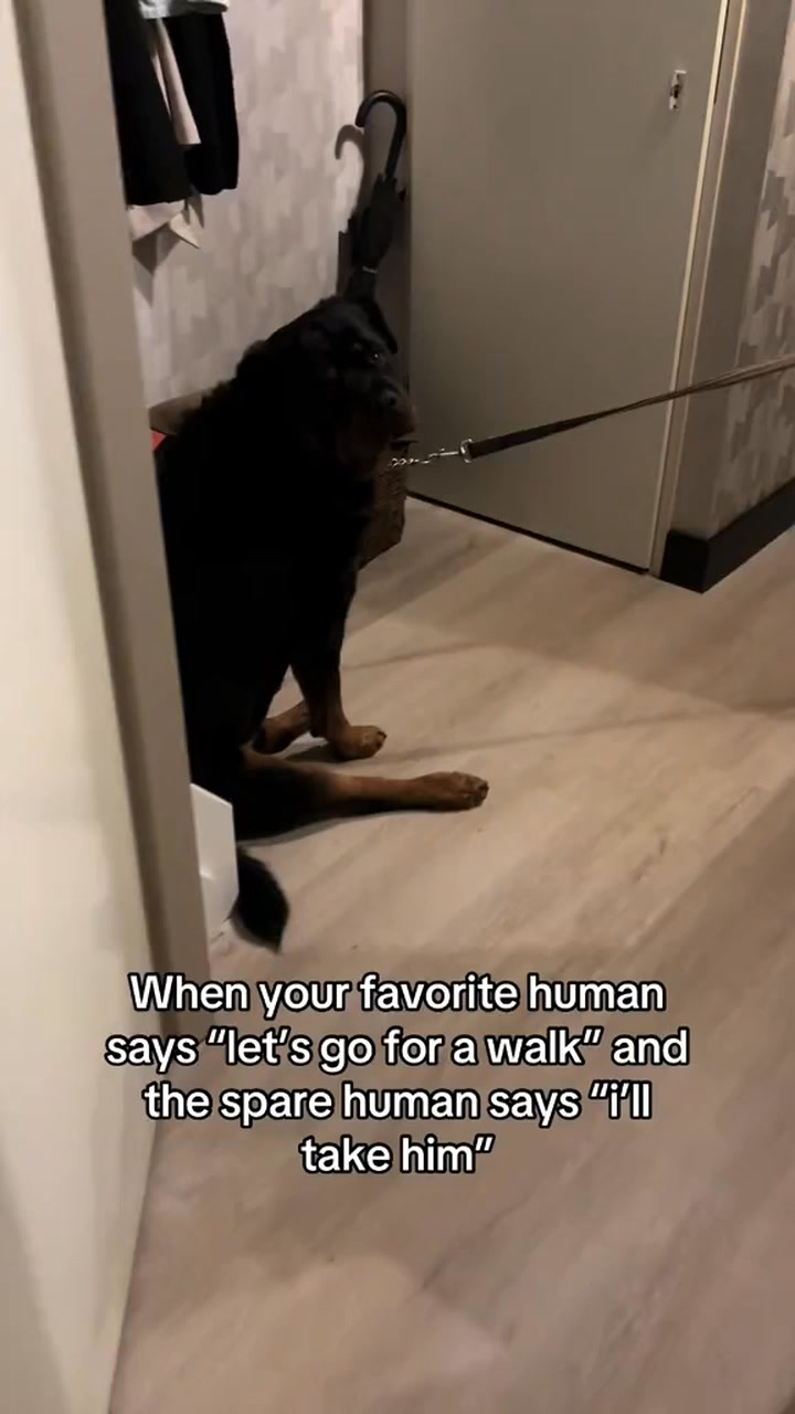 He wouldn’t hurt a fly🤣 #rottweiler #doglover #funnydog #dog | Dyce de ...