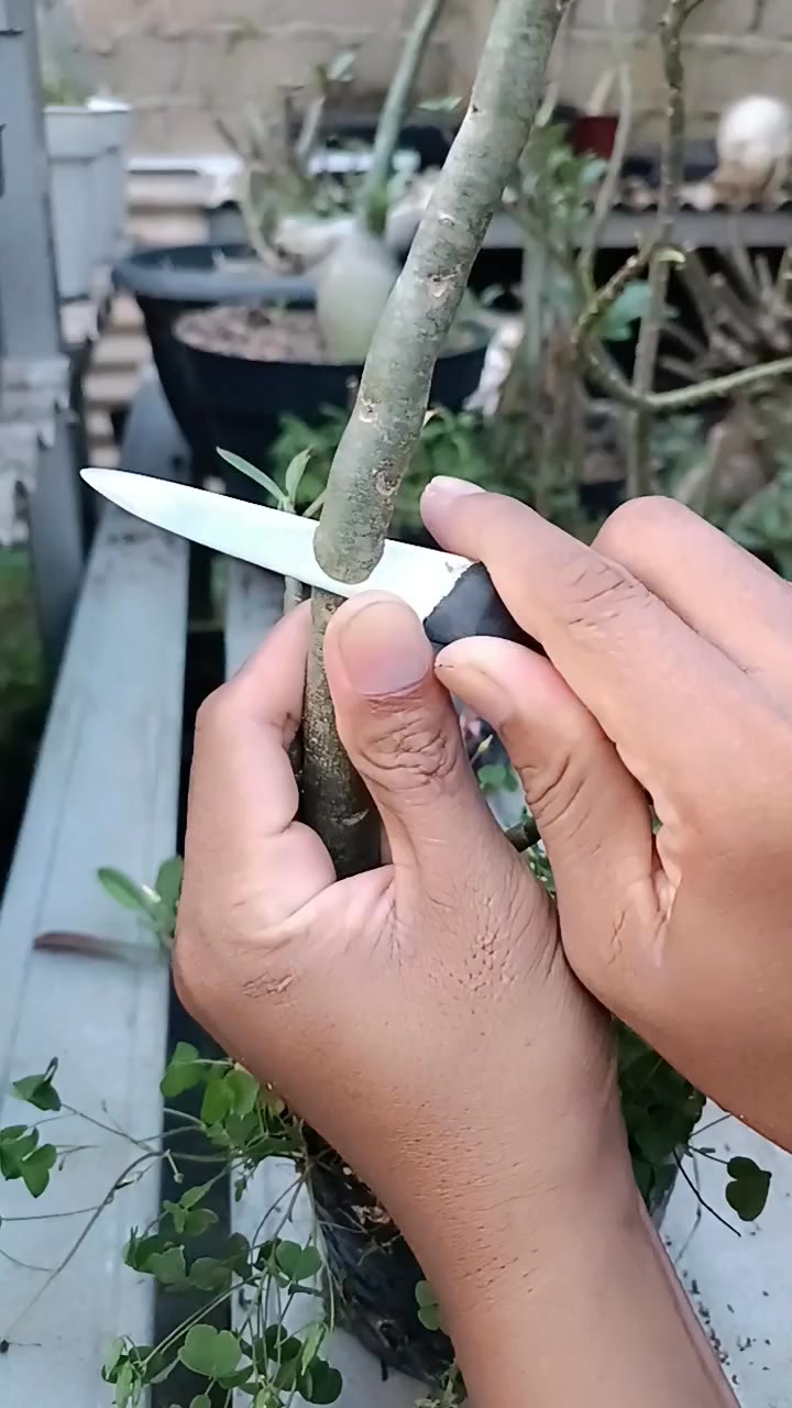 Air layering technique on adenium desert rose #fblifestyle | Muhamad ...