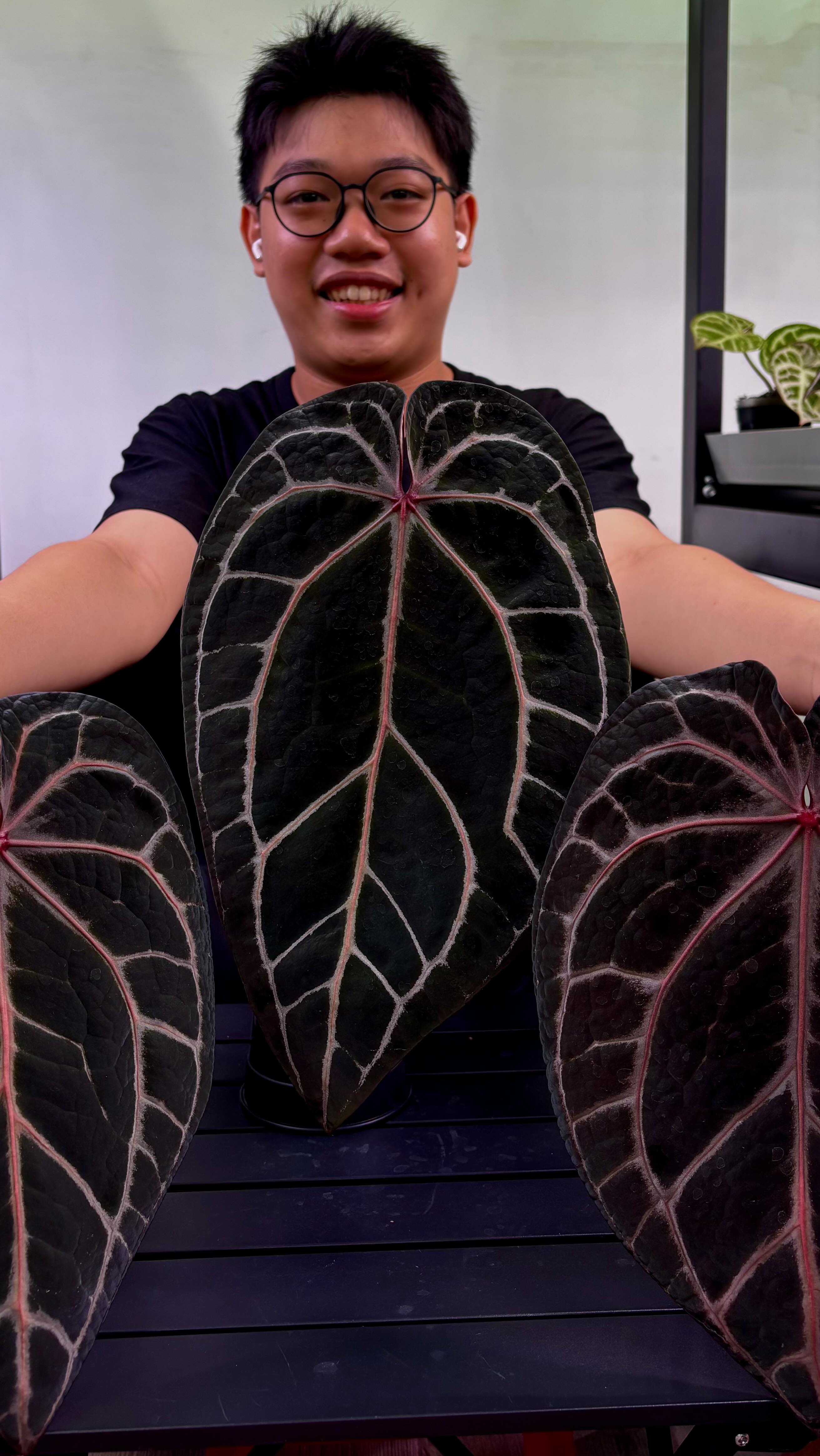 Anthurium Crystallinum Select Large 53 X Angela 35 X Self S1