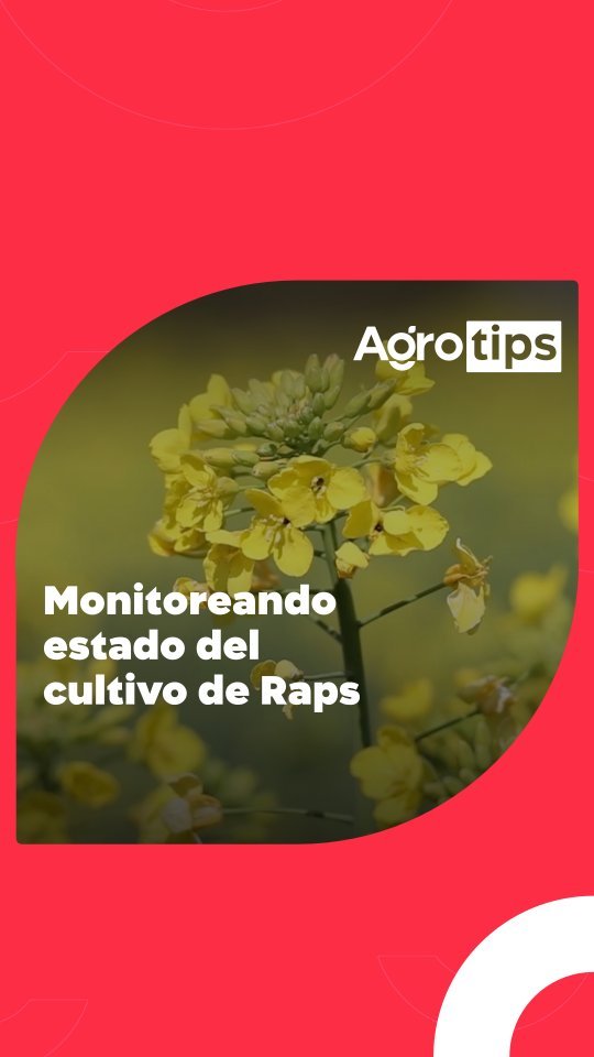 #raps #canola #rapscanola #campo #campochileno #elcamponopara # ...