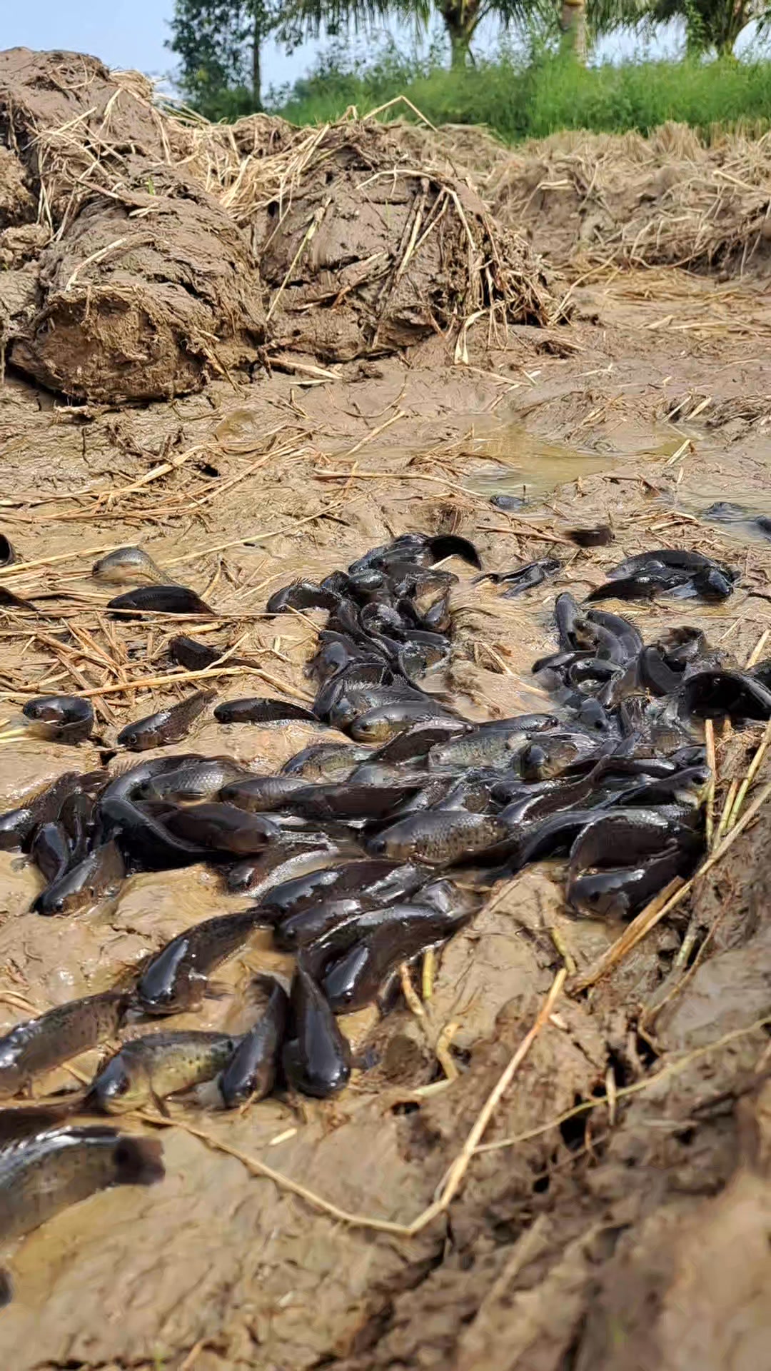 OMG! Fish in dry place at field | Mr Lii | Facebook