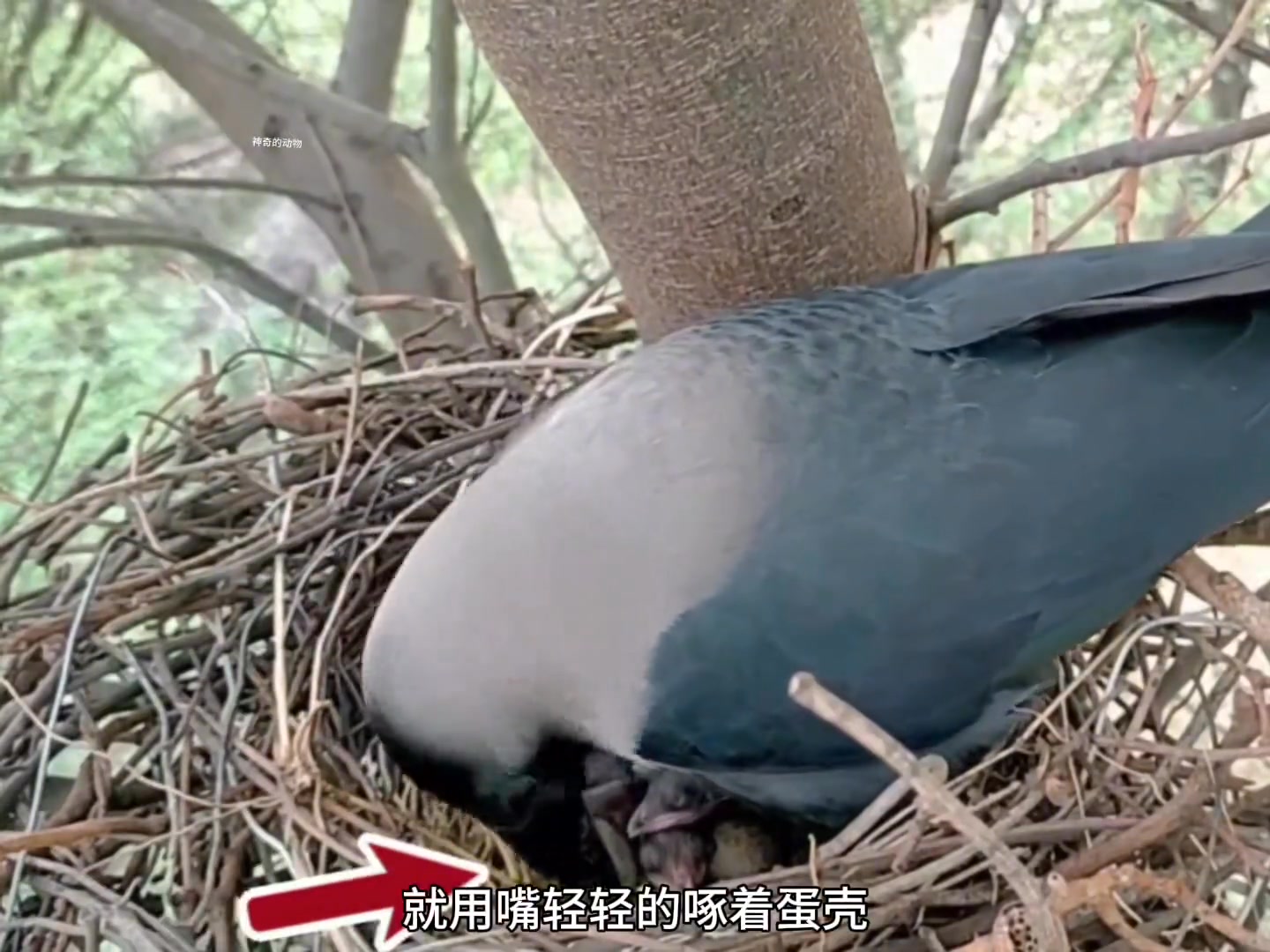 家鴉媽媽正忙著給自家娃兒