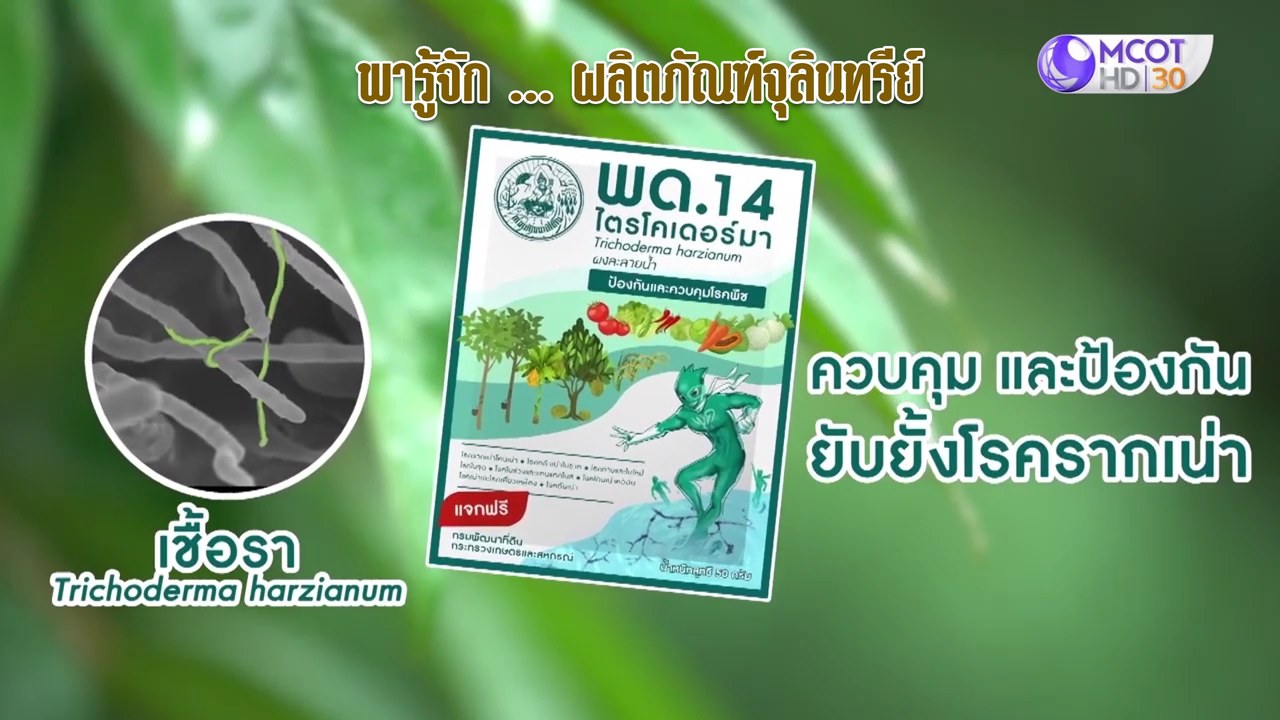 กรมพัฒนาที่ดิน-พารู้จัก ... ผลิตภัณฑ์จุลินทรีย์ พด.14 (Talk) https ...