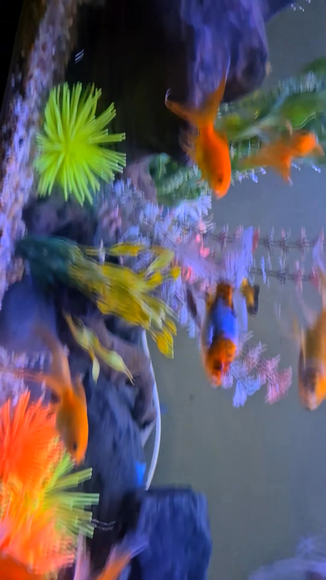 Faites-vous plaisir chez Aqua Marine's Fish 🔥 Voiles de Chine à 7 500 ...