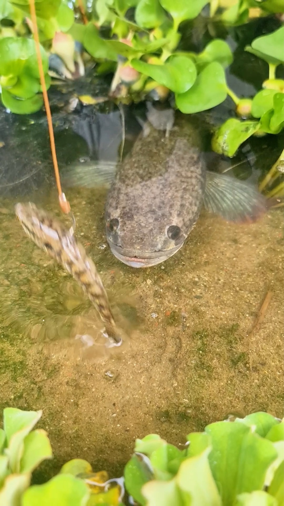 Unbelievable technique fishing video river dry place underground ...
