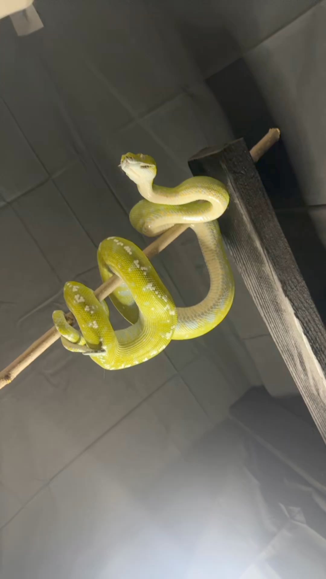 Green bean does not like to be touched. #gtp #aru #biak # ...