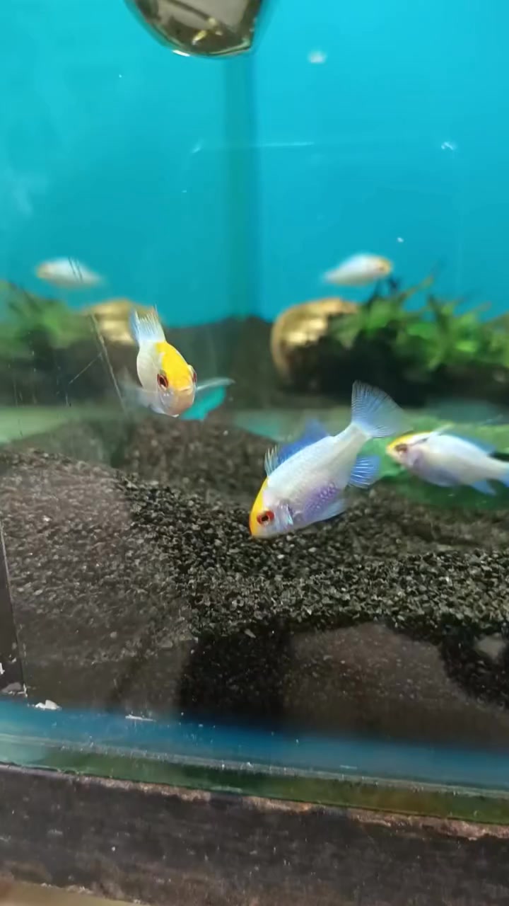 Stunning A grade discus at R895ea | Fantasea Aquarium and Pet | Facebook