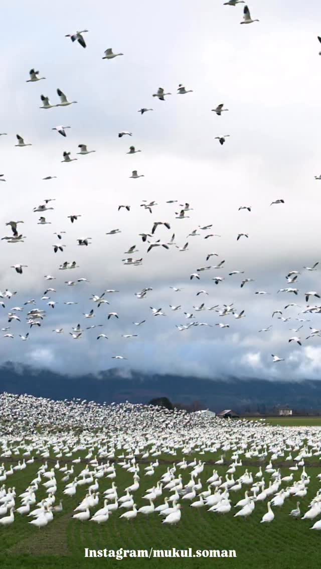 This is not AI. I do not post AI slop. This is a large flock of snow ...