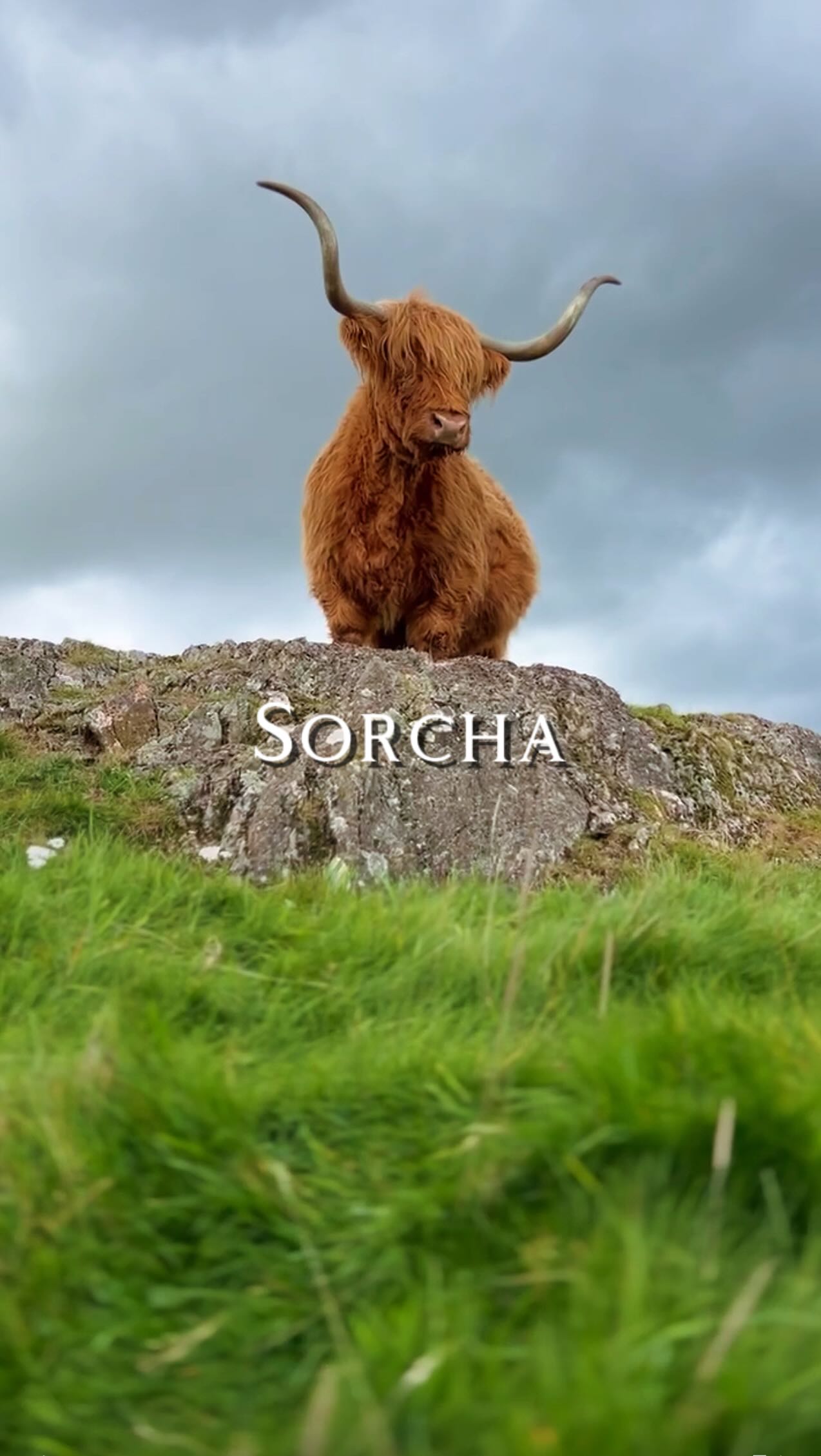 Meet Sorcha, possibly the world’s most famous highland cow. Vogue cover ...