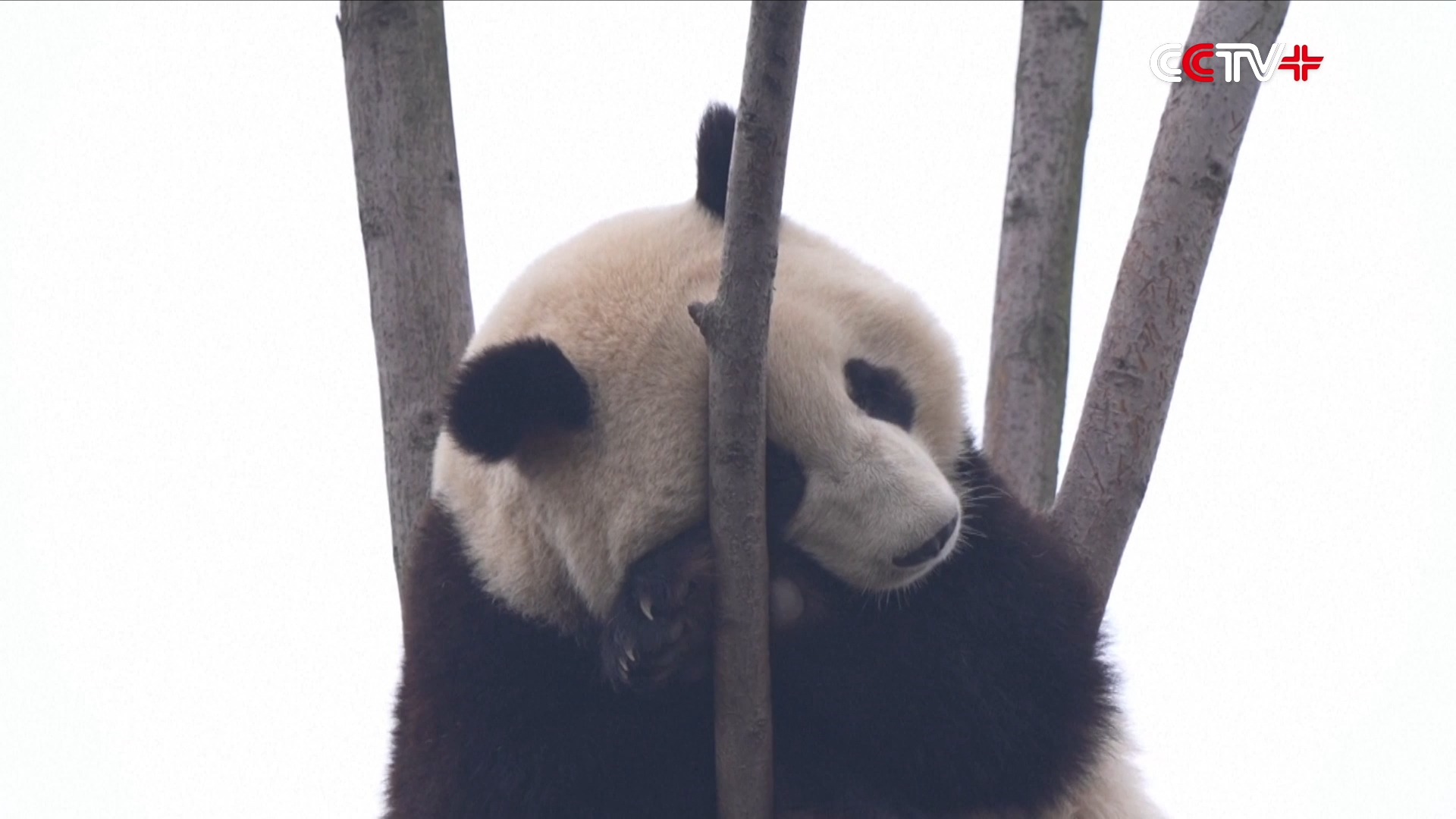 A giant panda pair who won the hearts of the public during their 13 ...