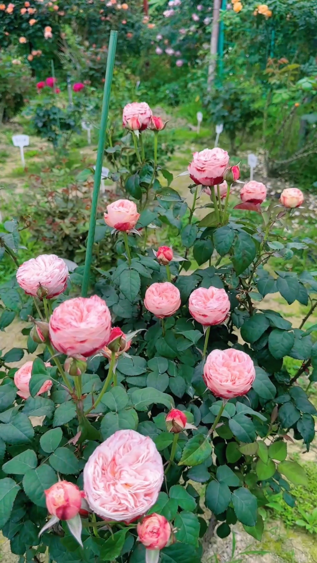 Highgarden Roses | Portland OR