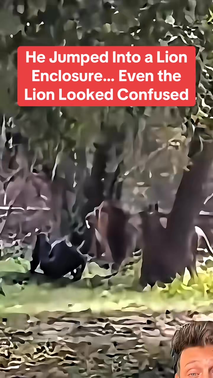 He Jumped Into a #lion Enclosure… Even the Lion Looked Confused # ...