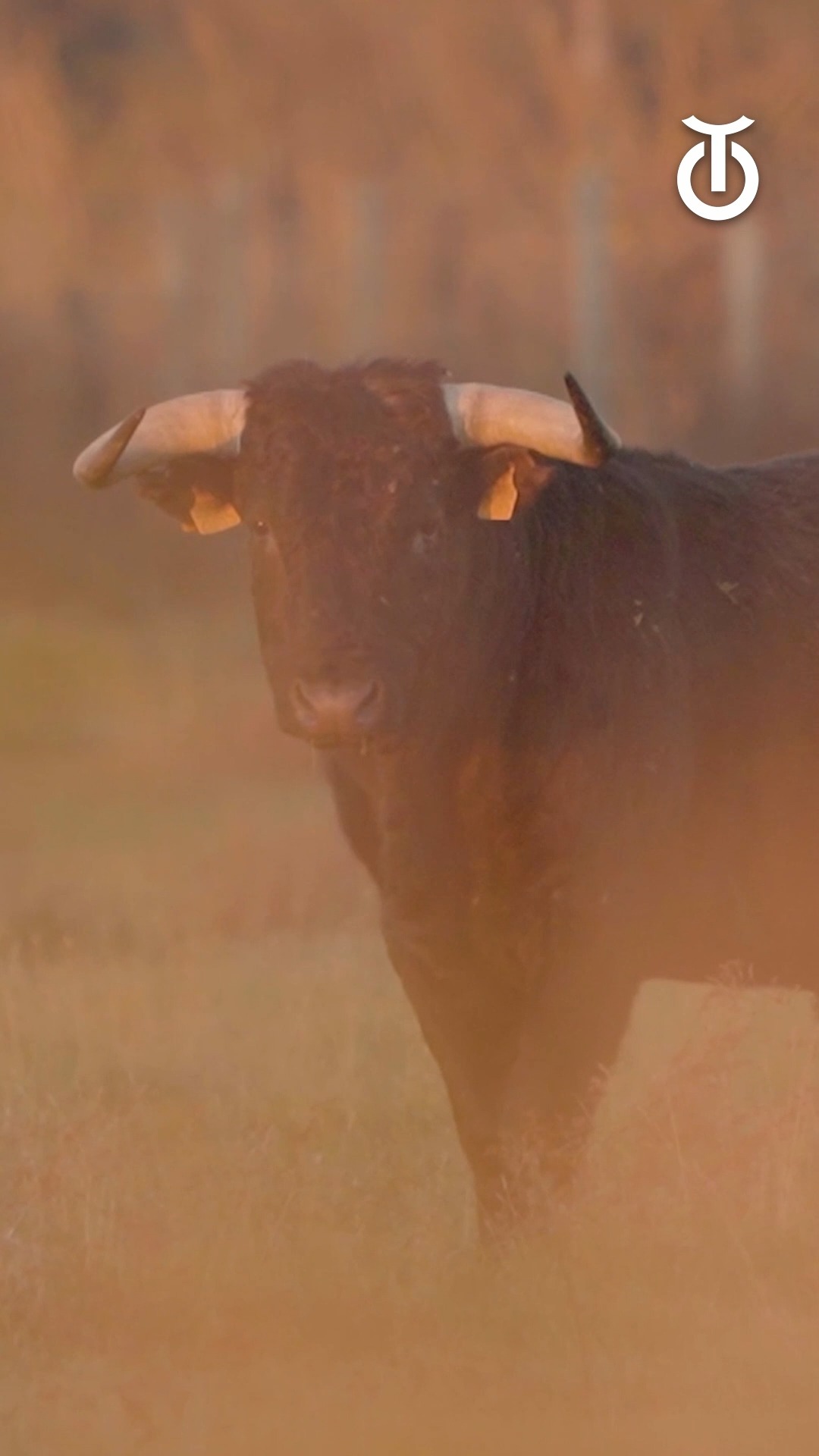 🐂🫶 Charlotte Yonnet, a story of unconditional love for the brave bull ...