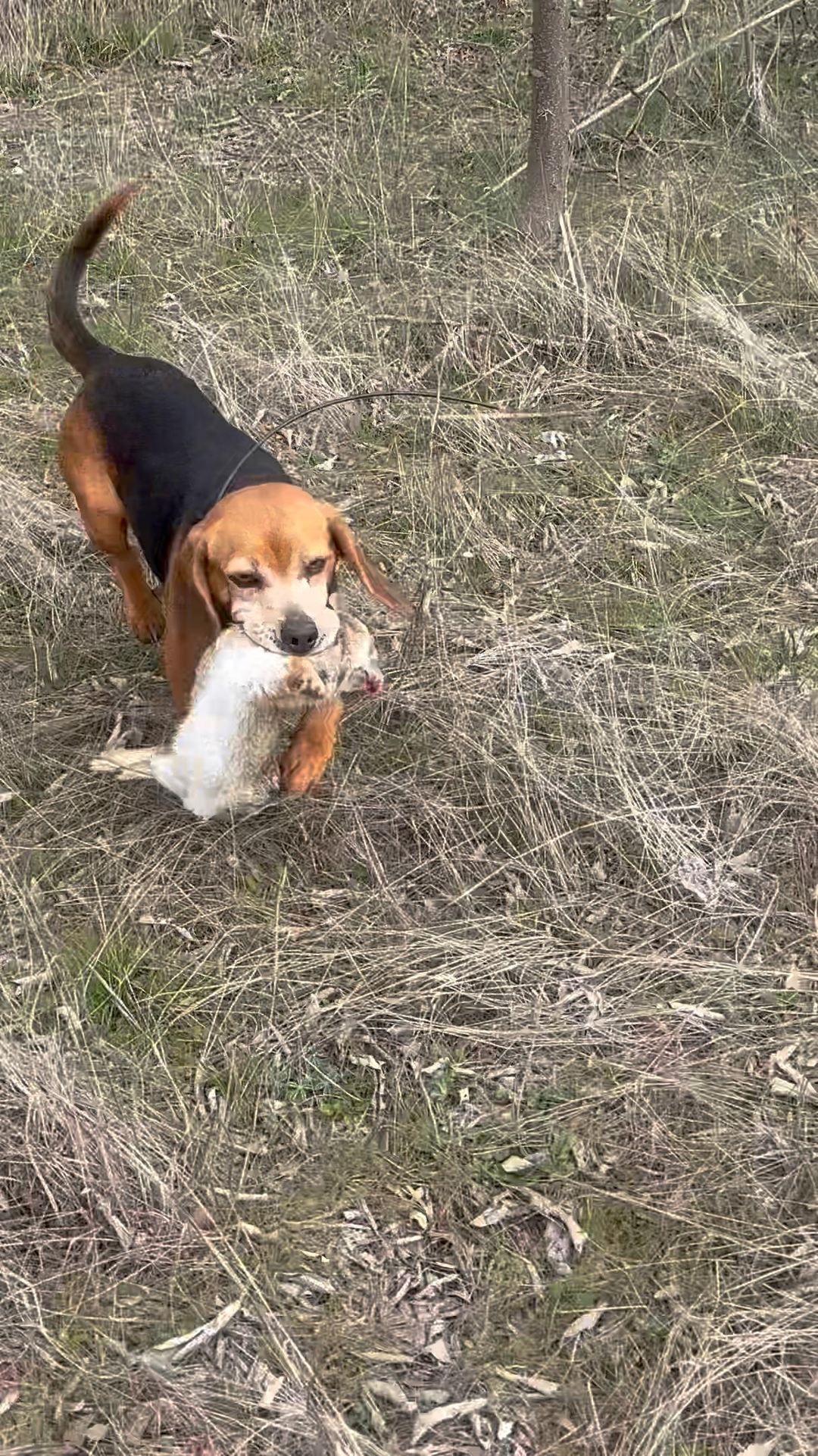 Every once in a while you’ll get a beagle that loves to retrieve ...