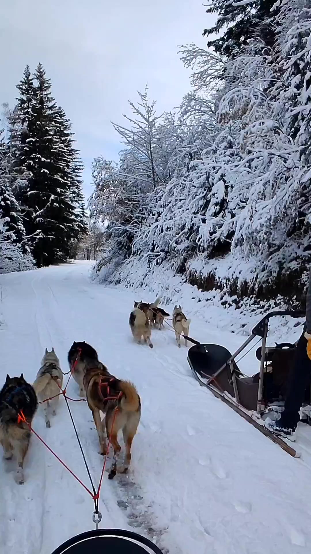 Nordic Sled Dog Chien De Traineau Les Gets