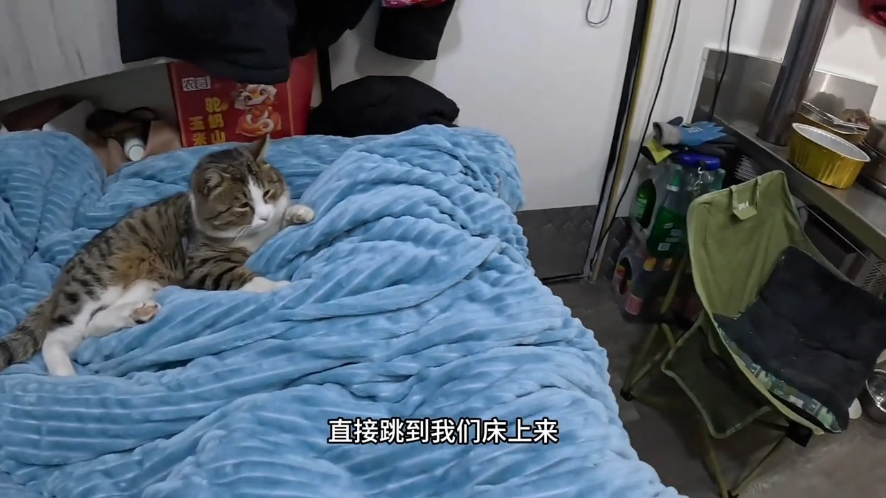 雪地里跑来的流浪猫已经跟着我们20天不走了，今天就正式收编它 | 868房车旅行 | Facebook