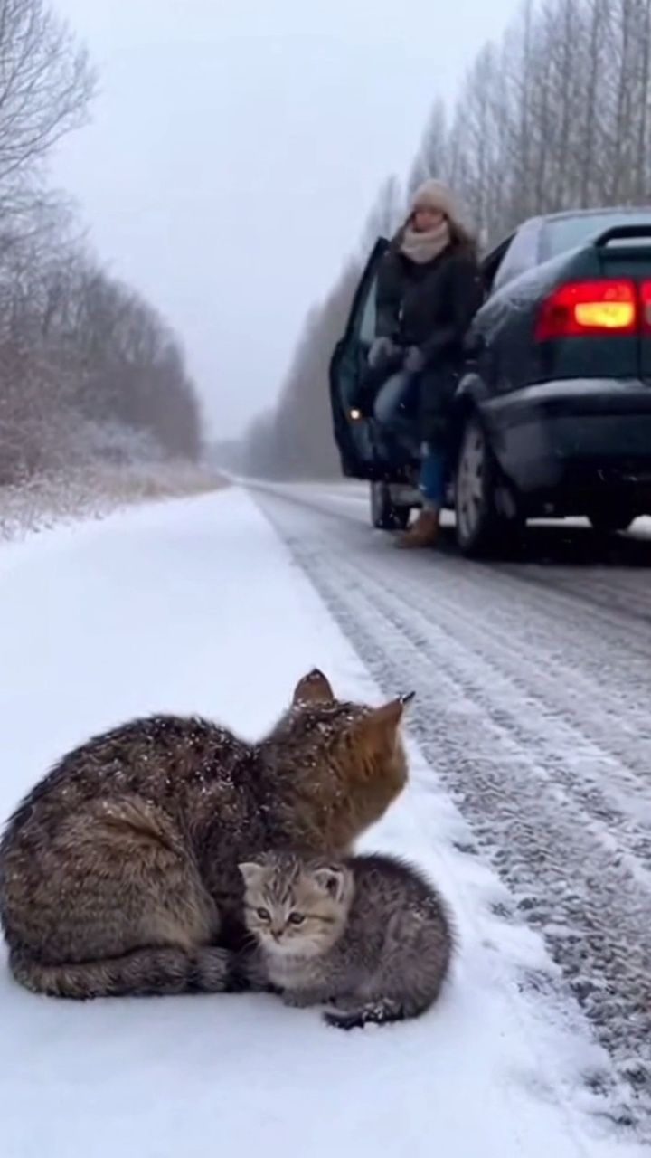 A Girl's Courageous Rescue in the Blizzard | Animal tears | Facebook