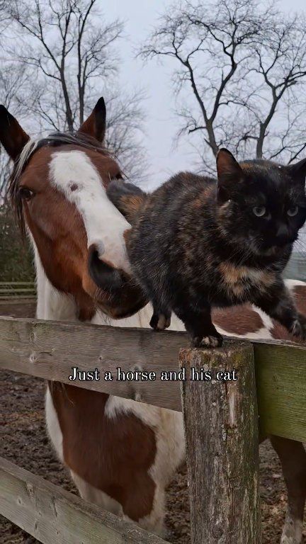 Every morning, our cat greets the horse with a little nuzzle — and