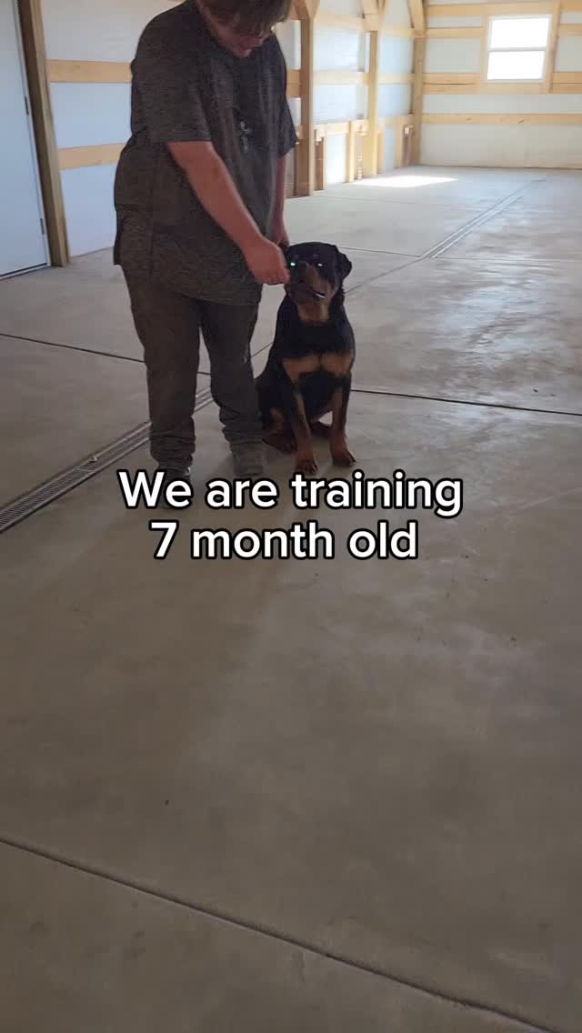 Send proka some love!! We love this sweet pup. Training is going so ...