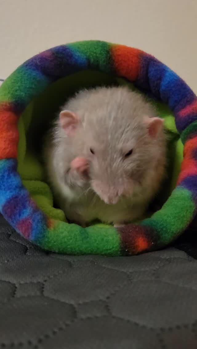 It's always a good time for grooming🤩🤣🤩 * *🐭Check out my Insta rat ...