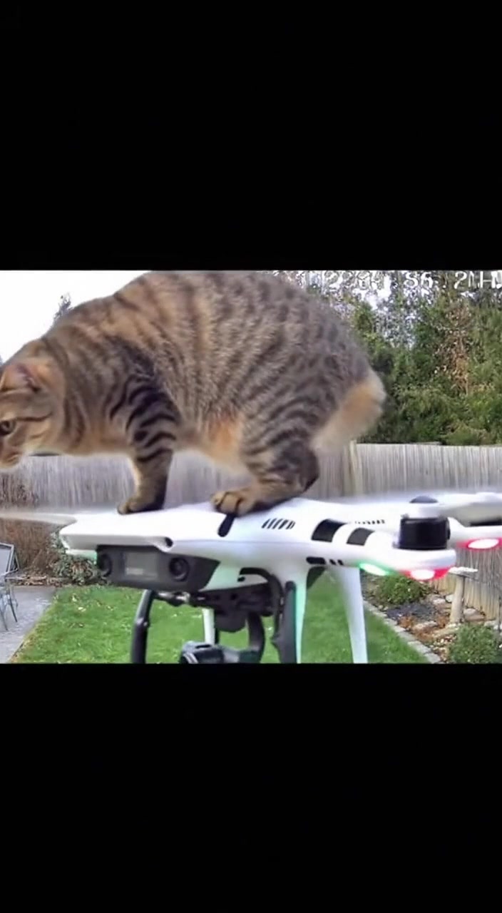 A security camera captures the unbelievable moment when a curious cat ...