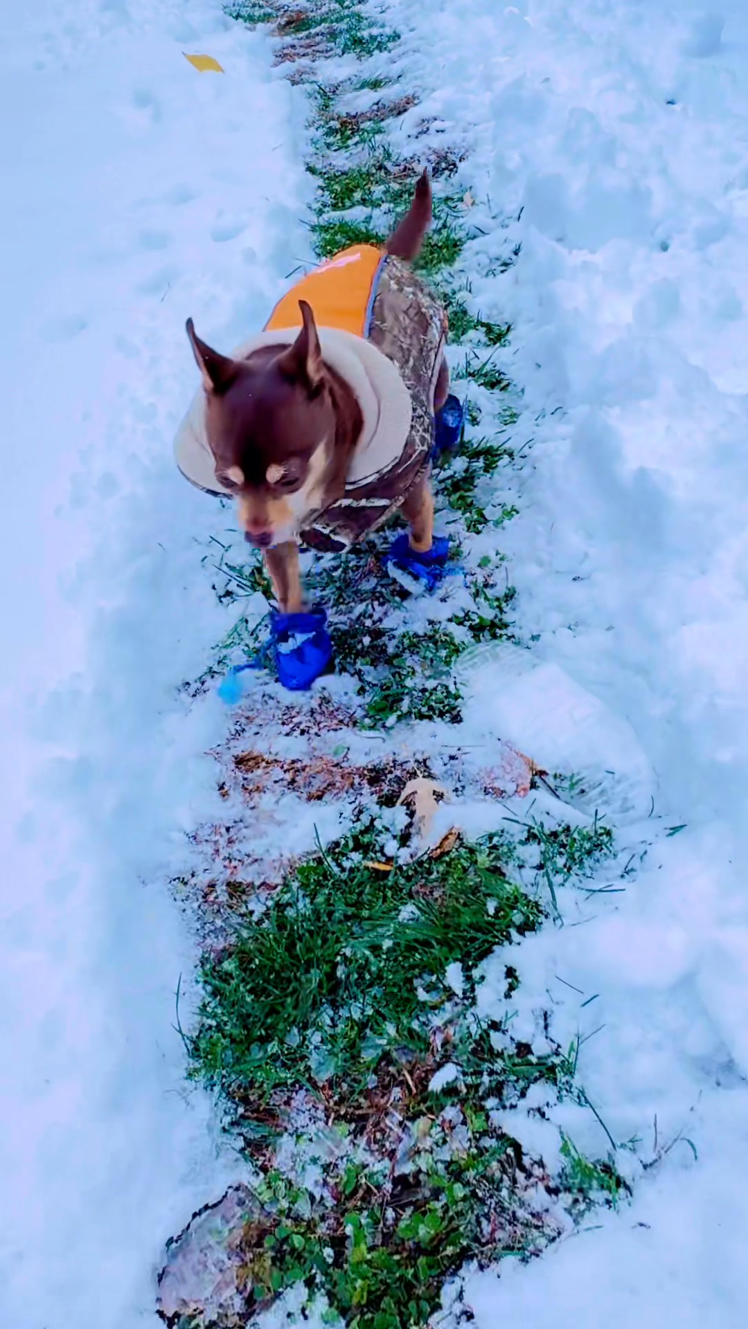 Curated visual reference: Picture Idea: Dogs Shoes Boots Are Important For Small Dogs In Winter