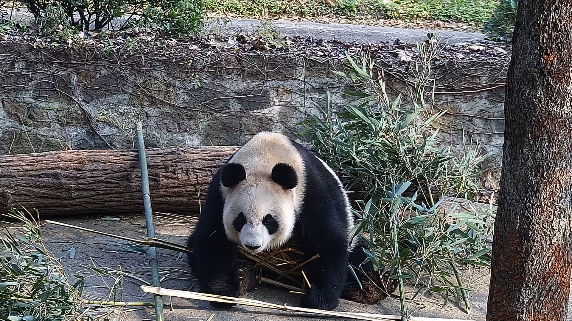 I might skip a meal, but missing a chance to rubberneck? Never. #panda ...