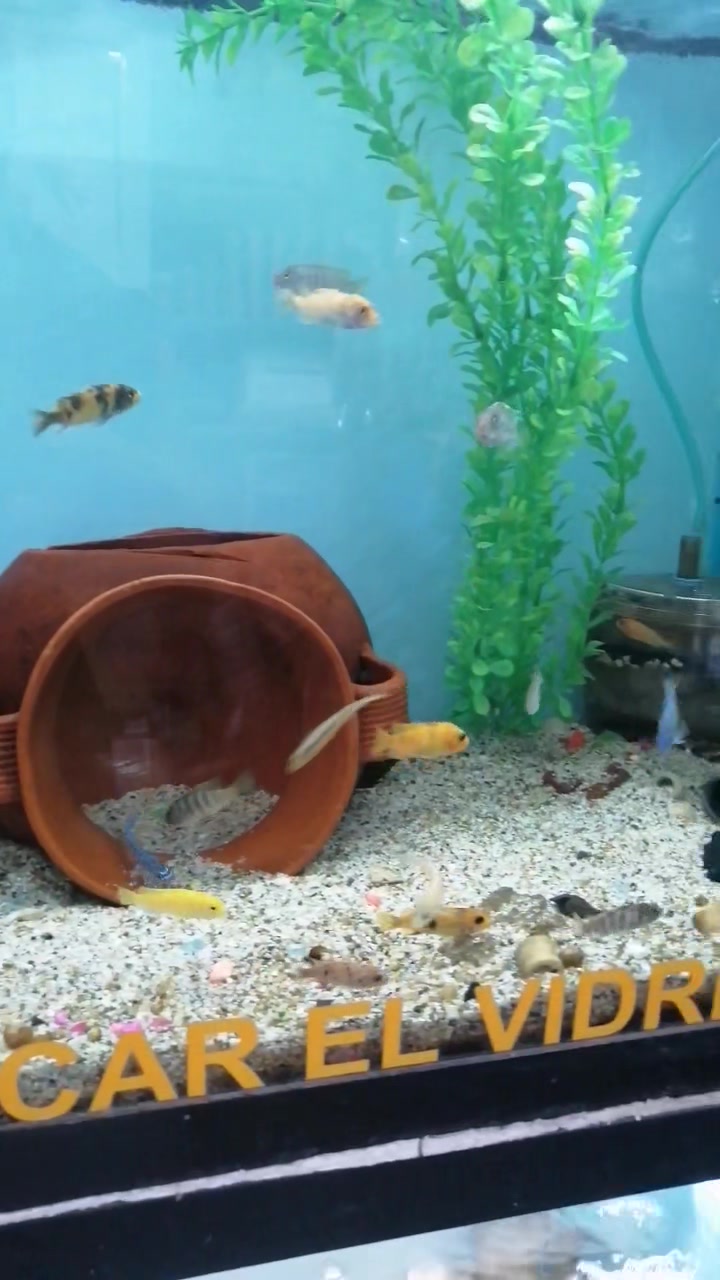 Acuario Aquanova | Ixtlán del Río