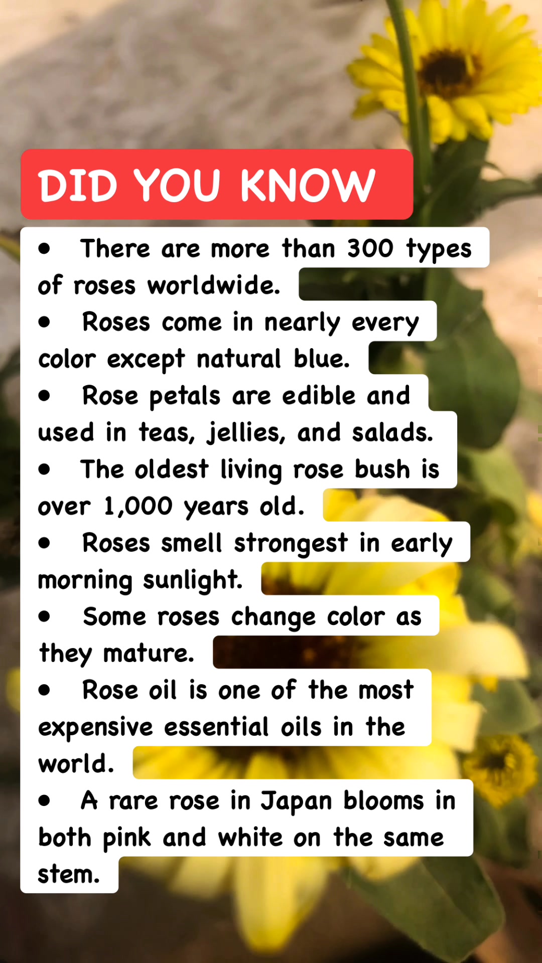 🌹 Beautiful Secrets of Roses 🌸 #FlowerFacts #BotanicalTrivia # ...