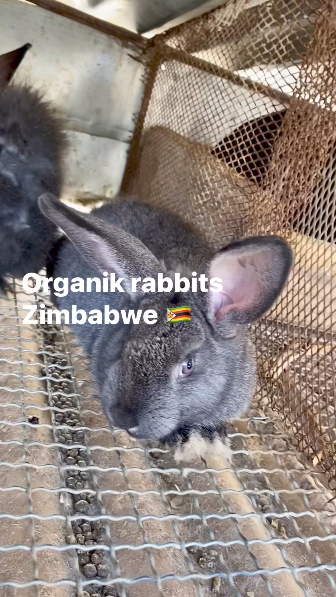 Organik Rabbits | Harare