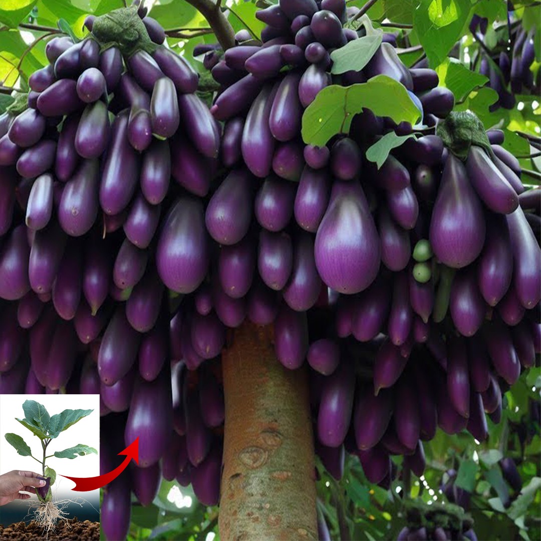Growing eggplant at home is very easy has many fruits and high yield ...