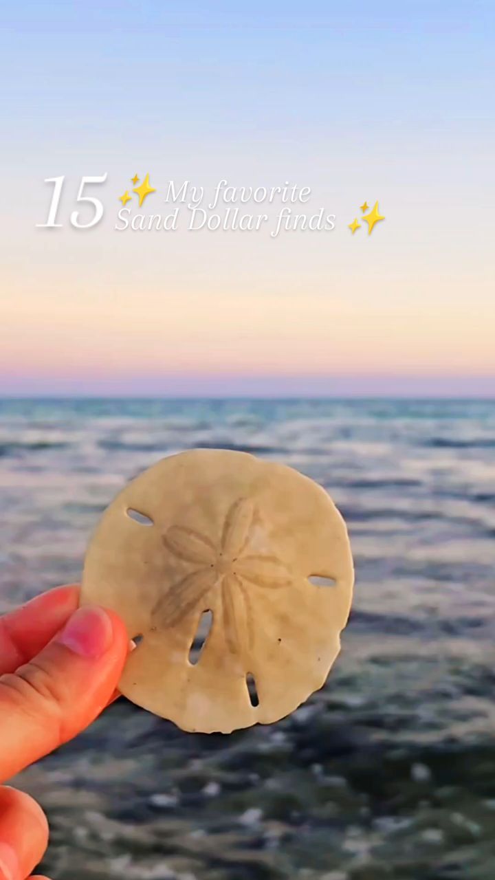 Drop a 💙 if you love Seashells! . . . . . . . . . . outer banks ...