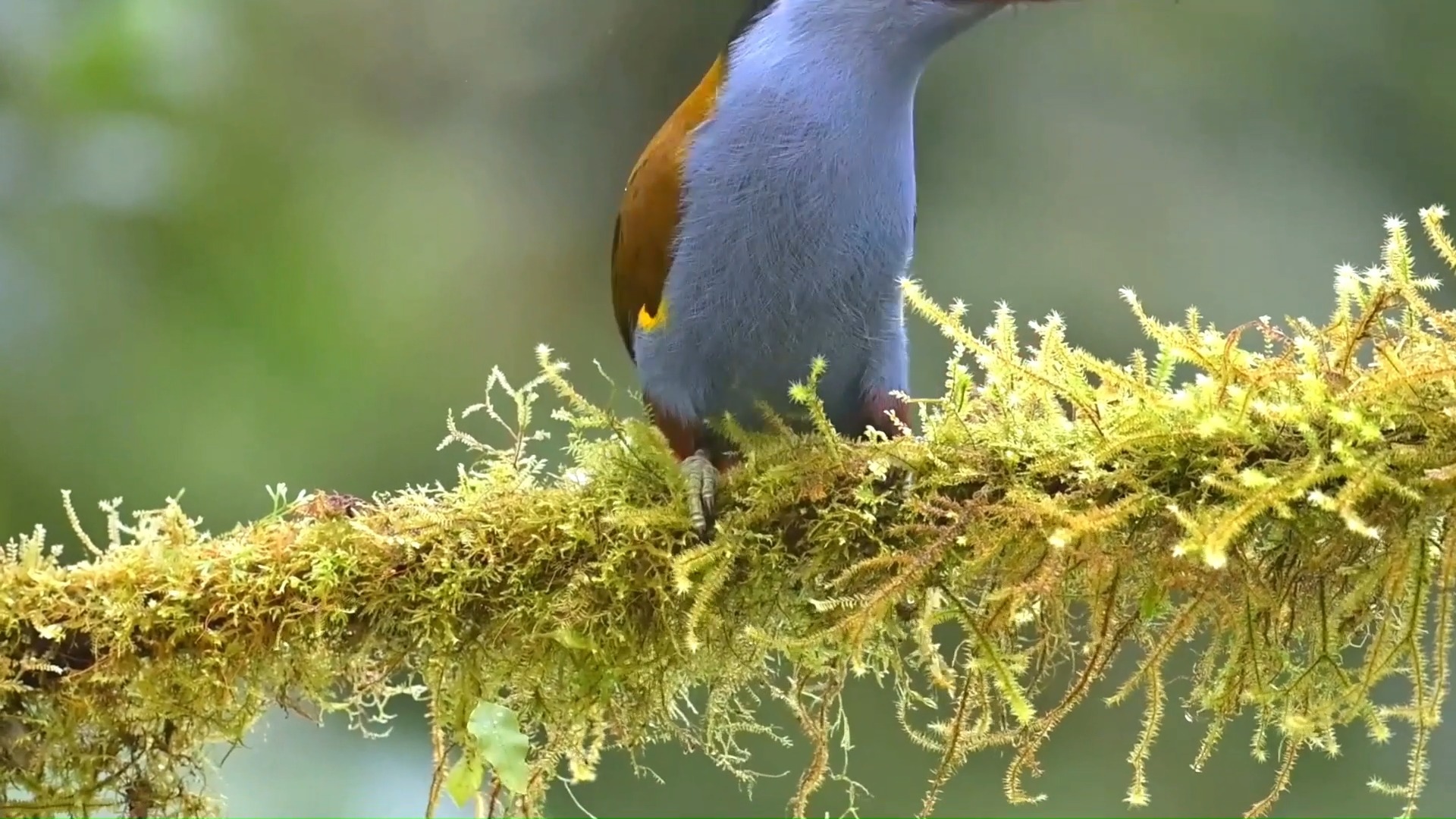 Plate-billed mountain toucan calling (Andigena laminirostris) . It is ...