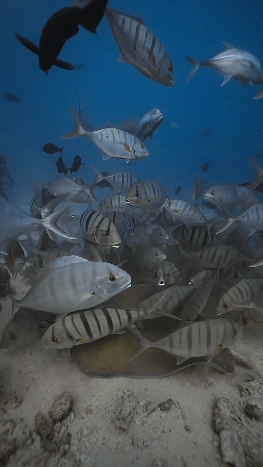 Ever seen a stingray with its own underwater entourage? Diving in the ...