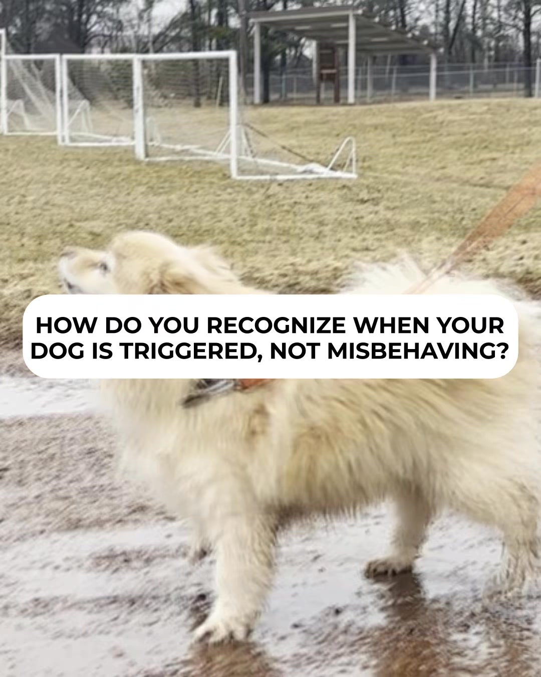 Distracting your reactive dog DOES NOT always work. Redirection is NOT ...