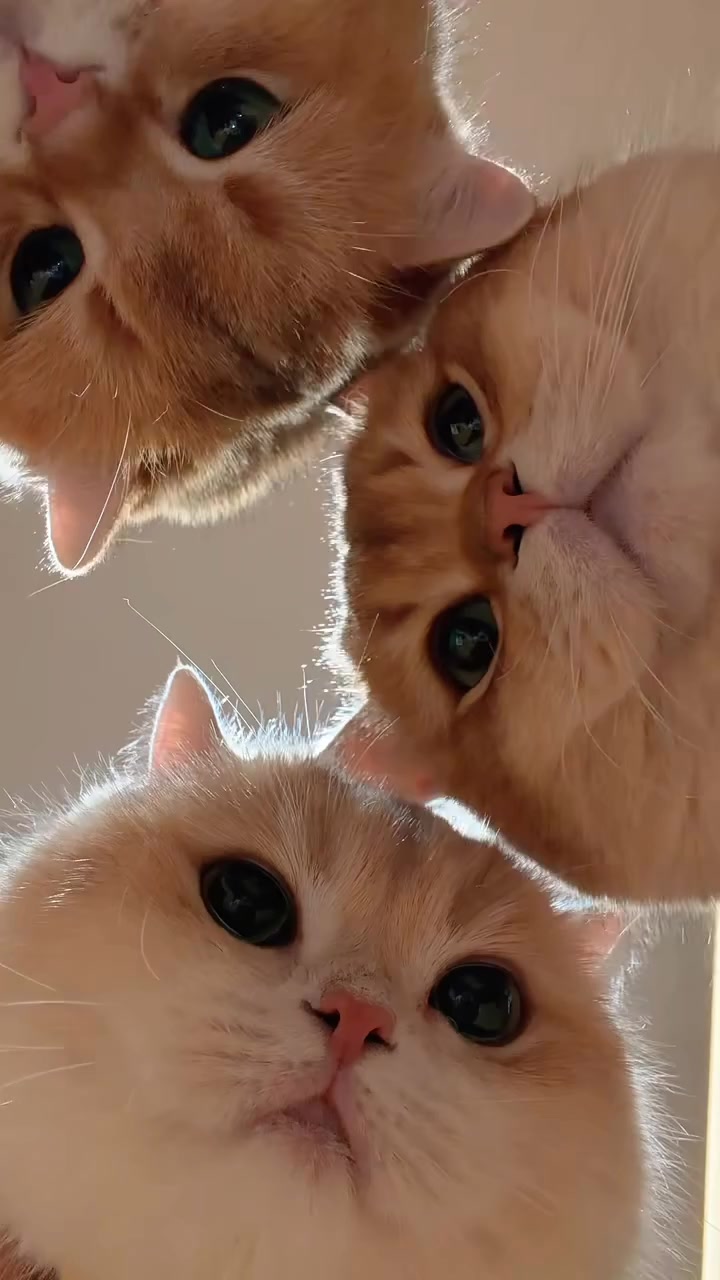 mochi cats 😺 #fyp #funnyreels #catsoffacebook #cat | Pawsome Planet ...
