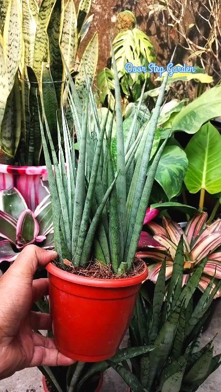 Sansevieria Sp. 'Mecufi' 😍😍😍