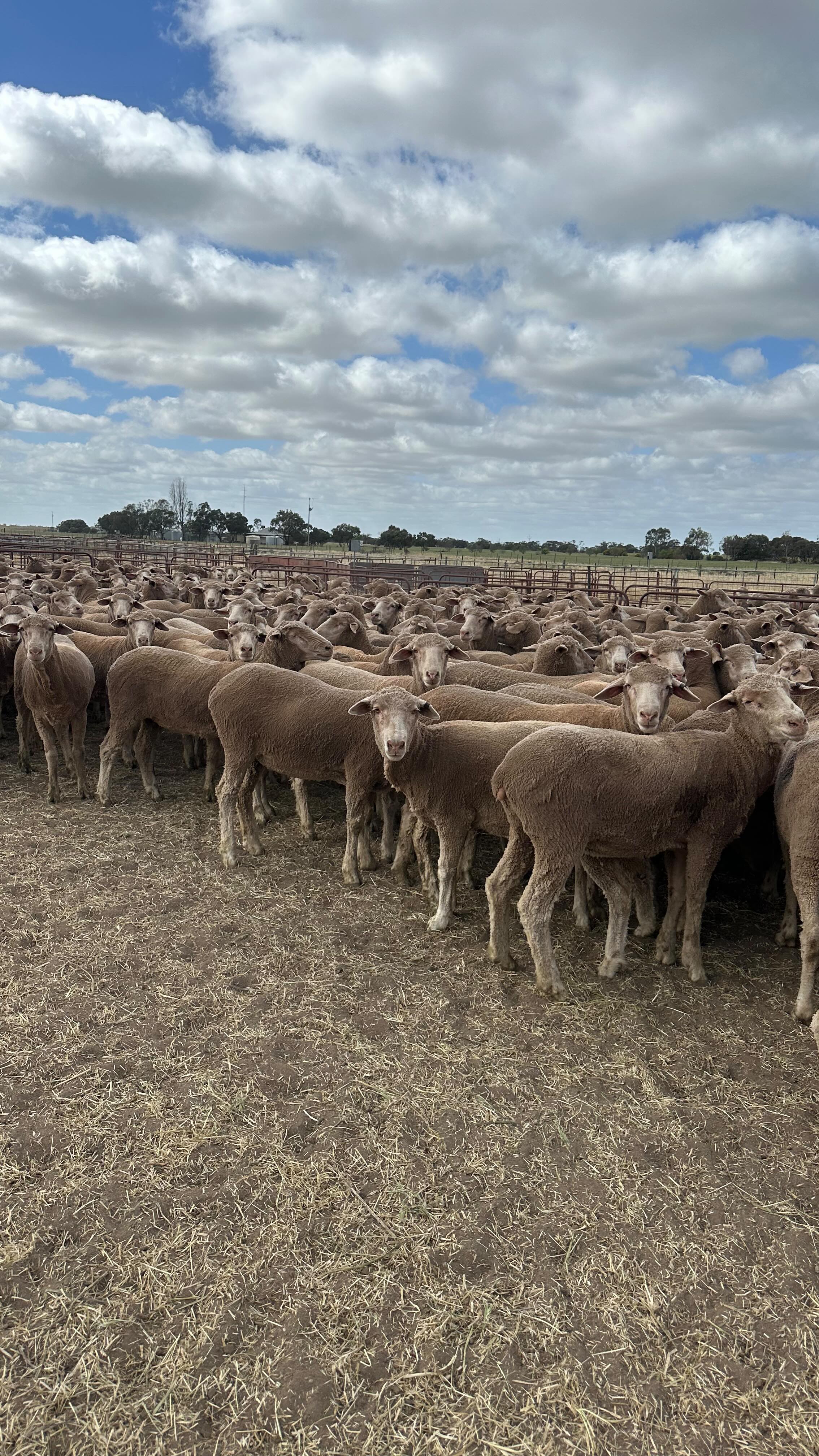 Plenty of quality on show at the 2025 Lameroo Blue Ribbon Off Shears ...