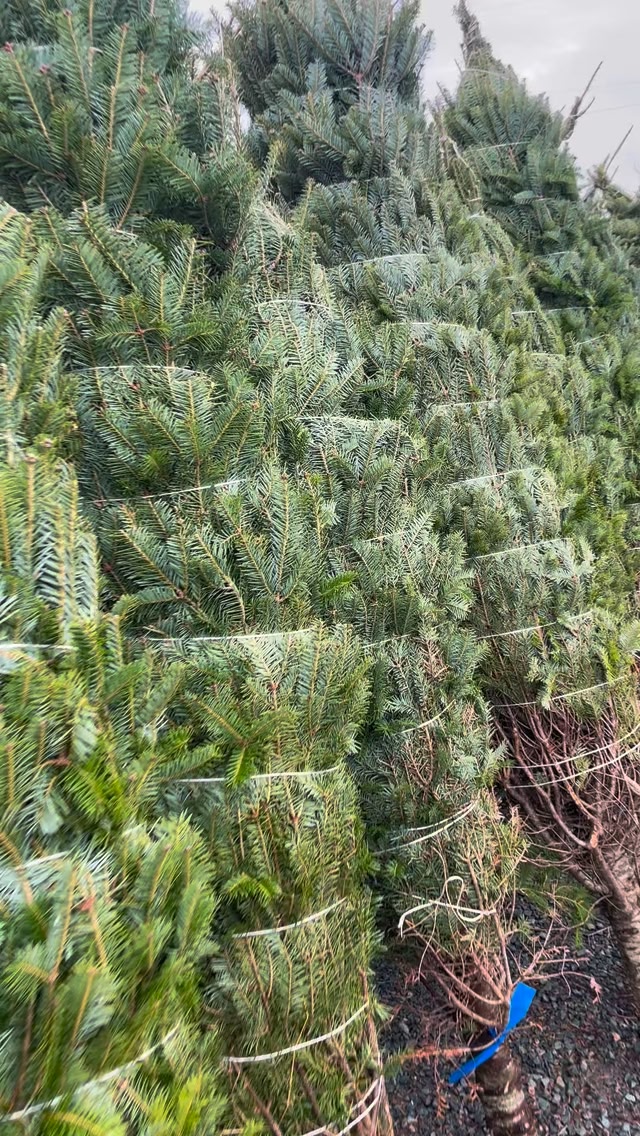 It’s a TREEmendous day to pick out your Christmas tree at 173 ...