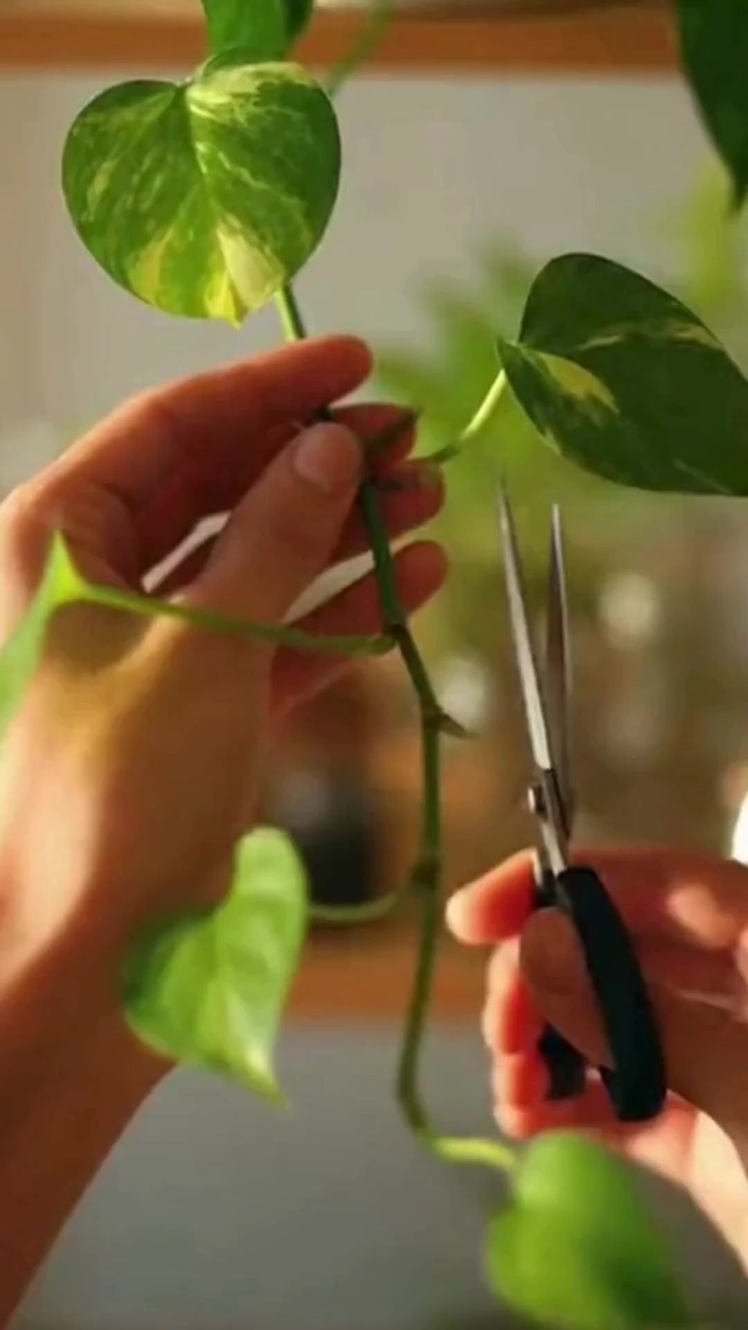 7 Hydroponic Plants Flourish Without Soil, Blooming Directly in Water ...
