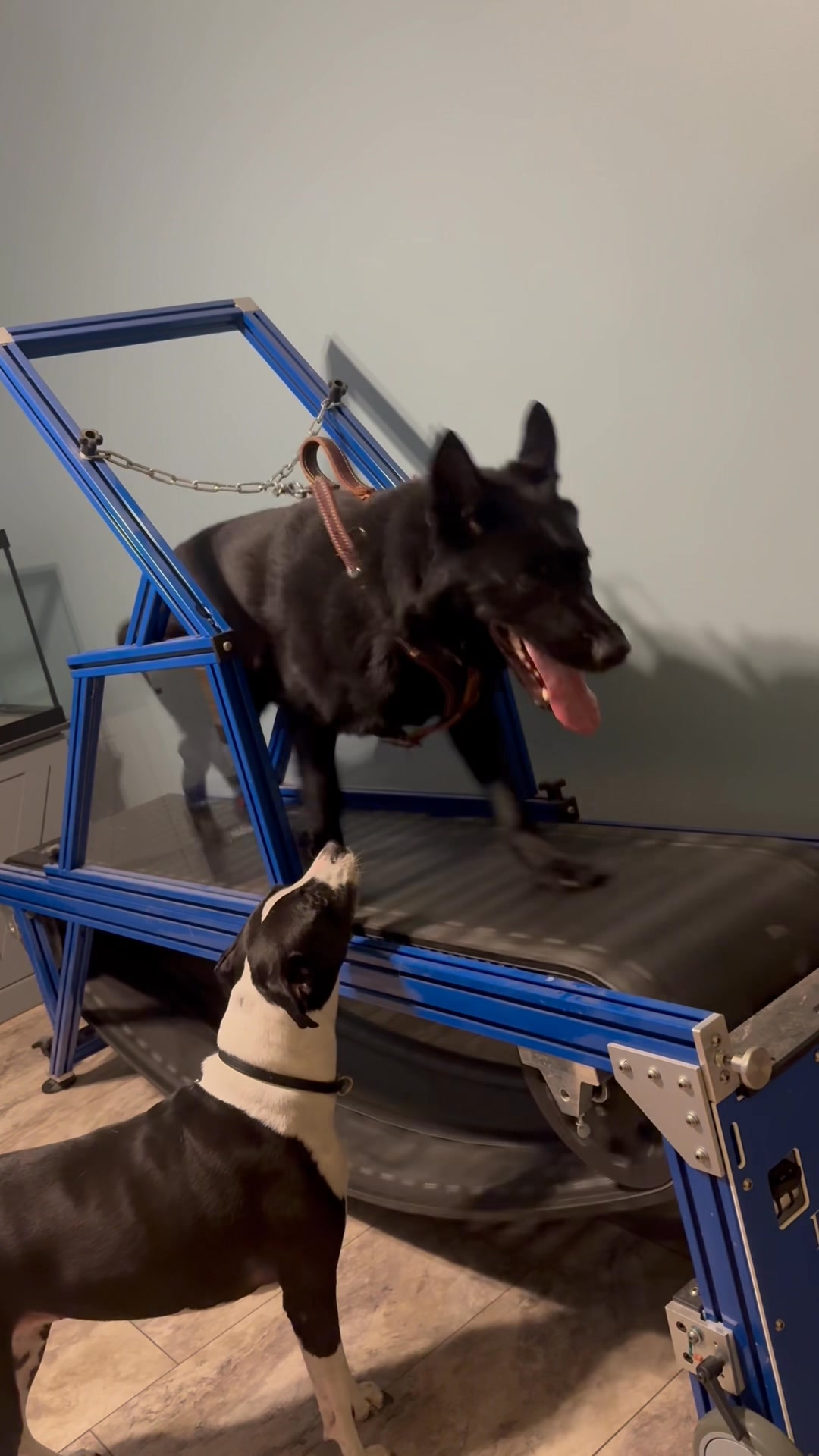 you should always keep one blind deaf aggressive geriatric dog in the ...