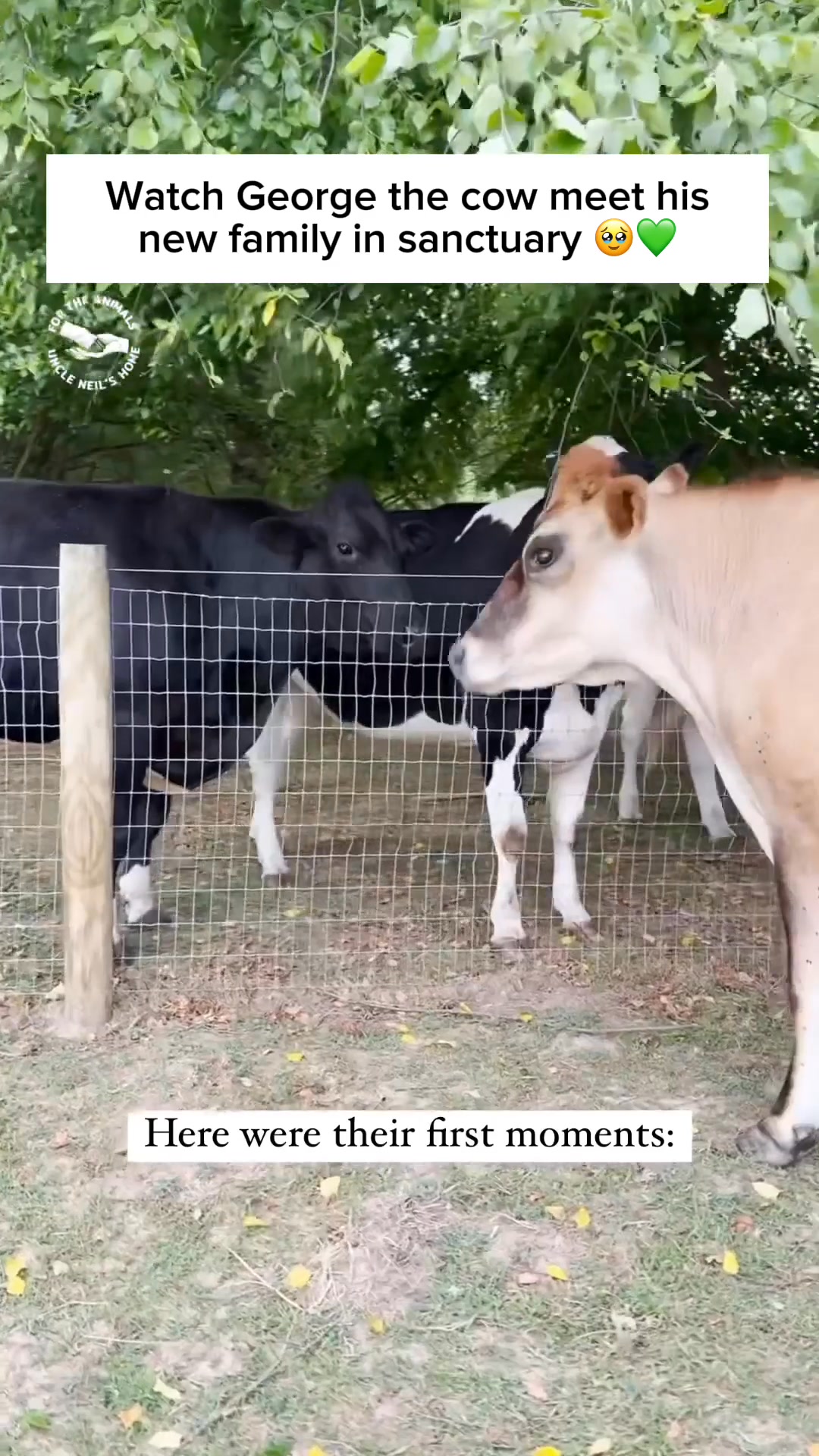 George spent five long years on a dairy farm before being rescued. 💔 ...