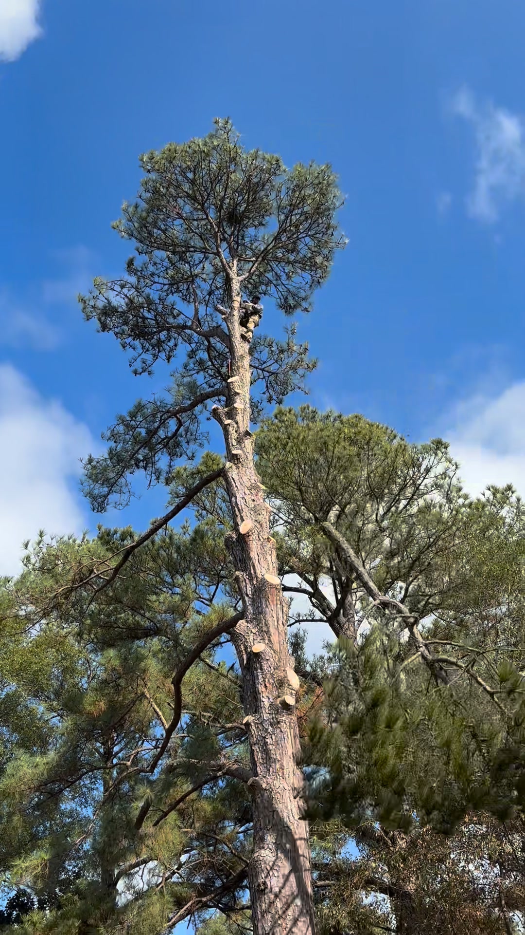 Chilly tree take down 903-310-9411 #texarkanatx #Texarkana | Seven ...