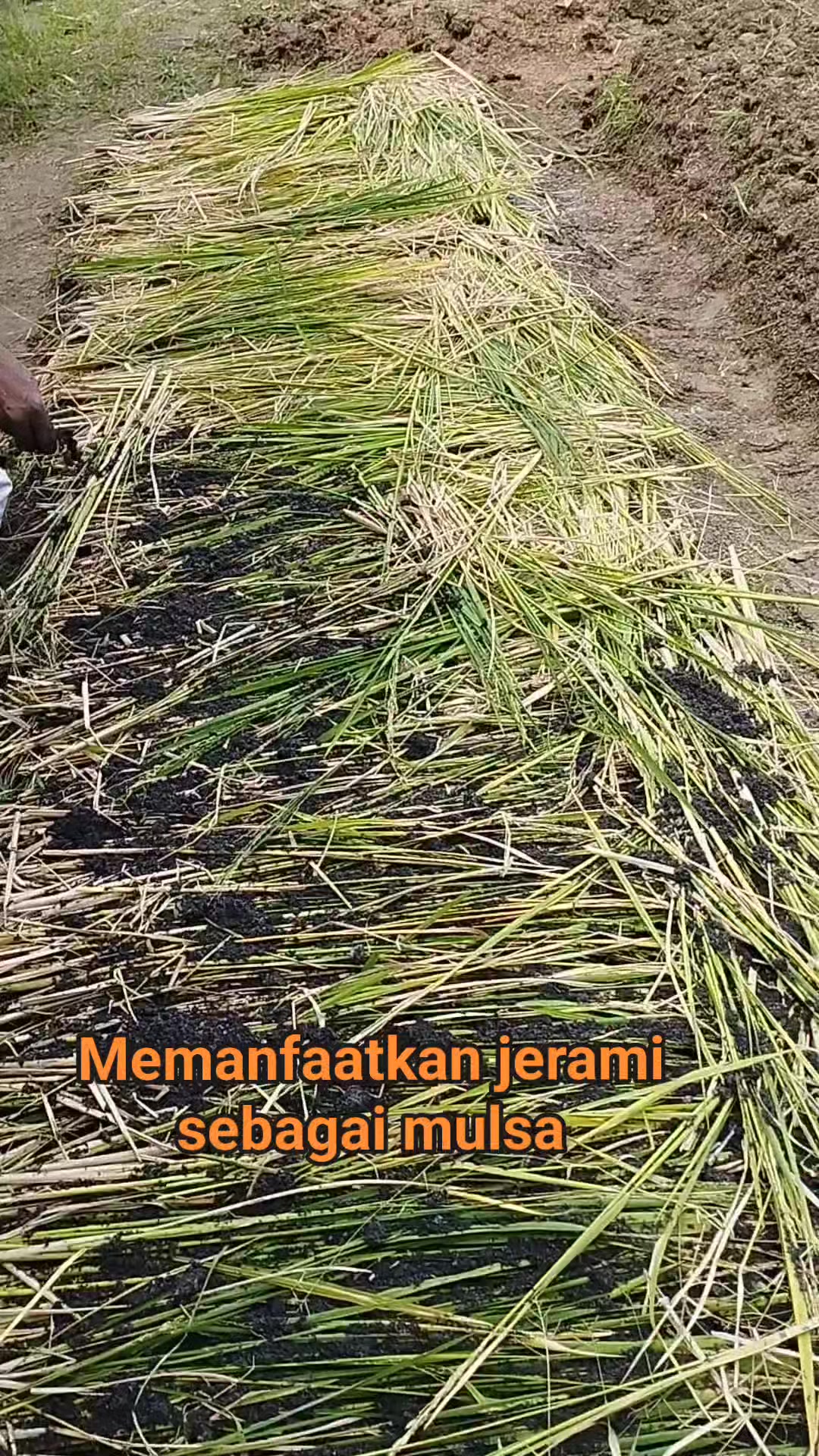 Memanfaatkan jerami padi sebagai mulsa,. Selain mencegah tumbuhnya ...