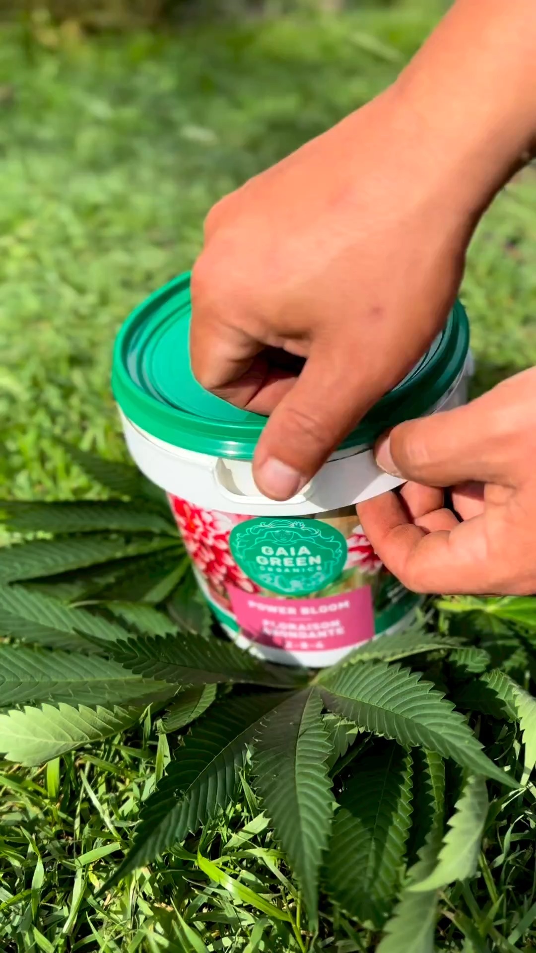 gaia green top dressing Power Bloom takes flowering to the next level! 🌸 @highpinoy , @highpinoy adding some @gaiagreenorganics Power Bloom to these big outdoor ladies! 💪 Looking like a beautiful setup with some happy Organic fertilizer